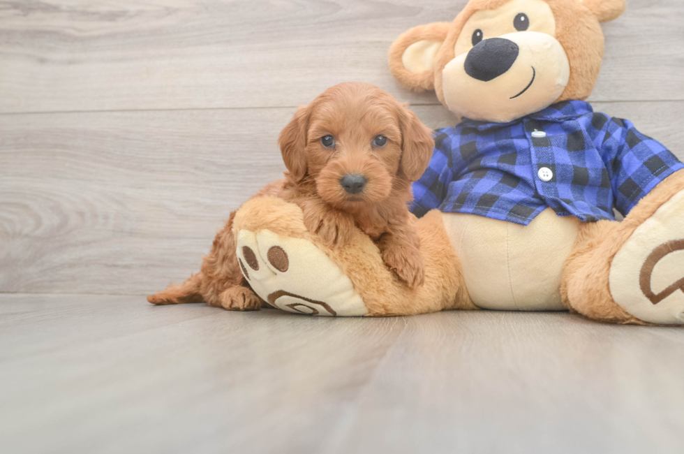 6 week old Mini Goldendoodle Puppy For Sale - Seaside Pups