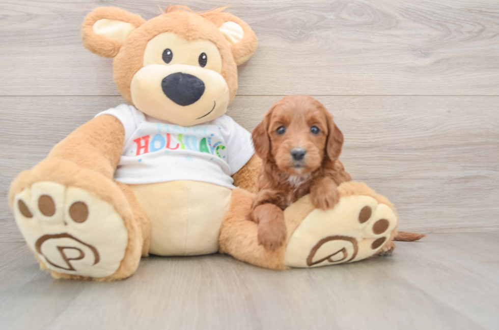 5 week old Mini Goldendoodle Puppy For Sale - Seaside Pups