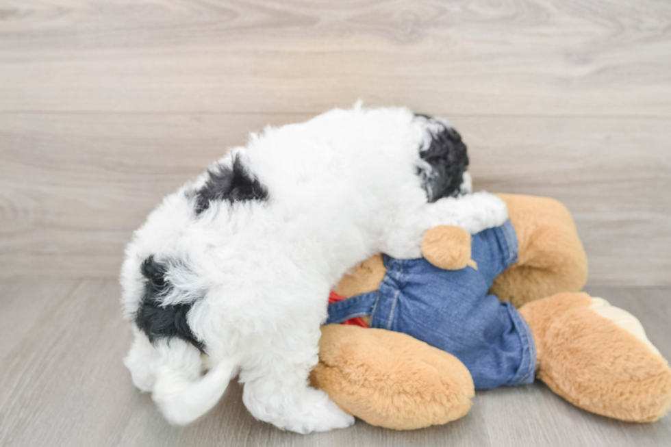 Mini Goldendoodle Pup Being Cute