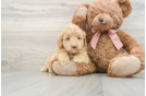 Funny Mini Goldendoodle Poodle Mix Pup