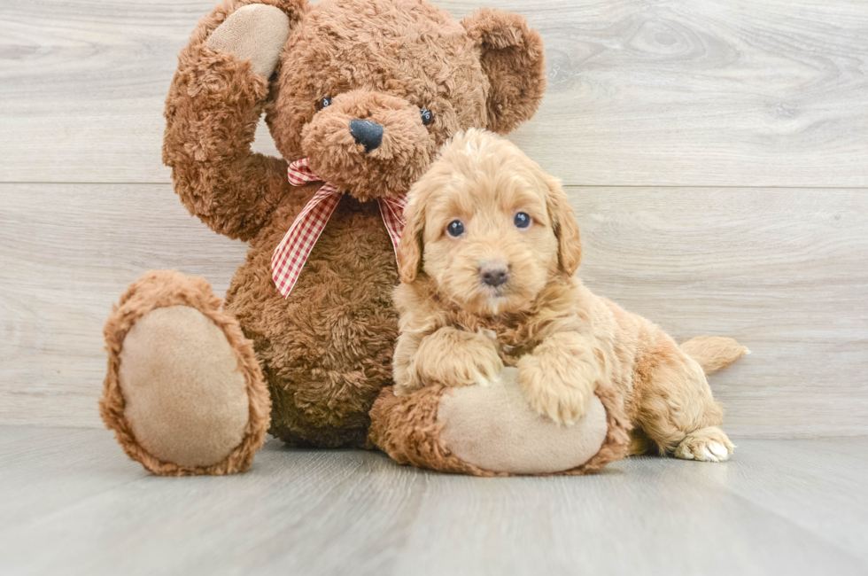 6 week old Mini Goldendoodle Puppy For Sale - Seaside Pups