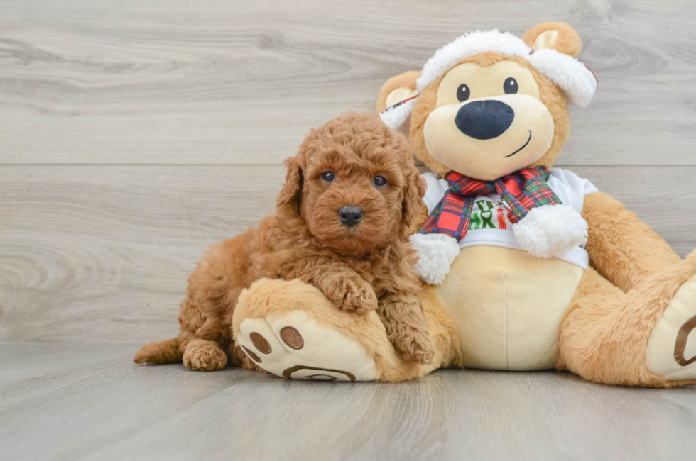 5 week old Mini Goldendoodle Puppy For Sale - Seaside Pups