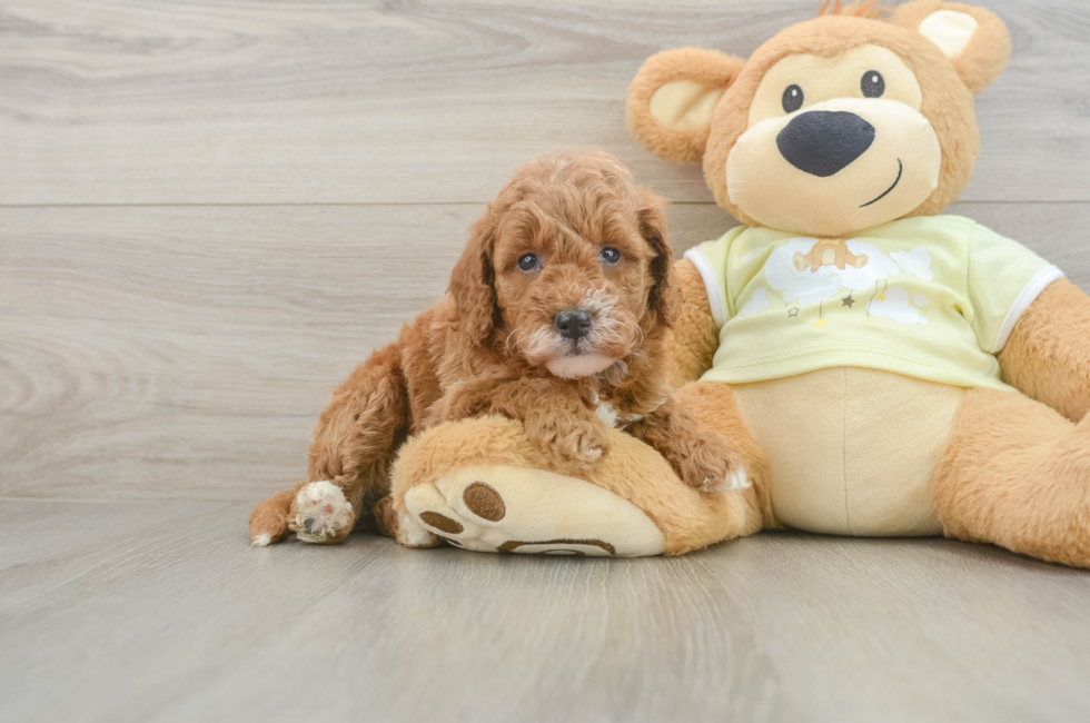 5 week old Mini Goldendoodle Puppy For Sale - Seaside Pups