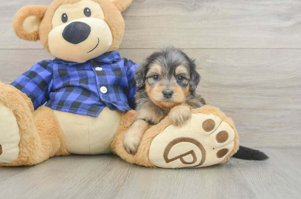 5 week old Mini Goldendoodle Puppy For Sale - Seaside Pups
