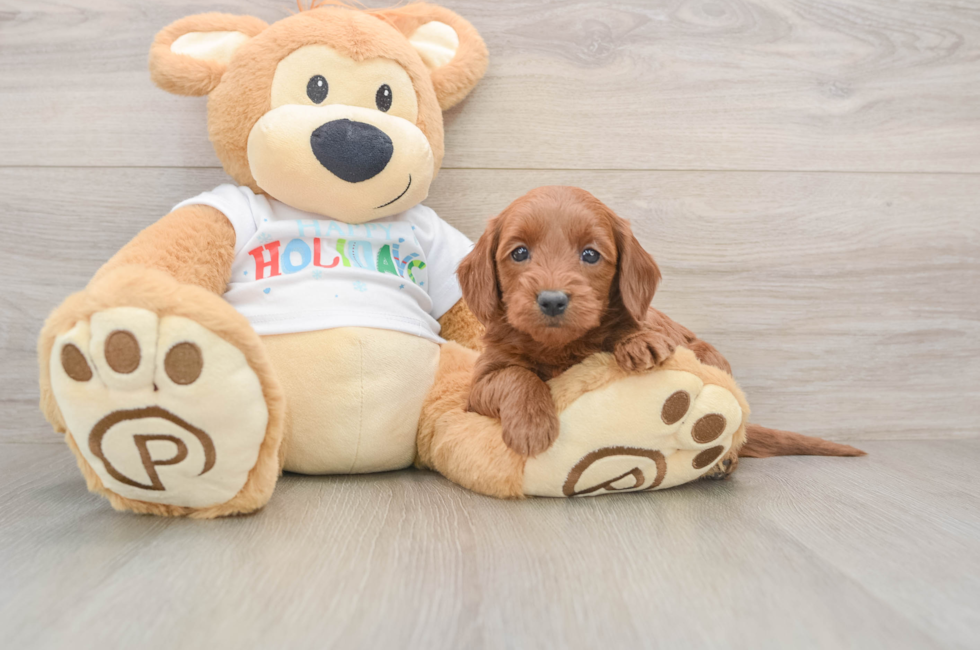 5 week old Mini Goldendoodle Puppy For Sale - Seaside Pups