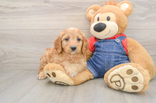 Hypoallergenic Mini Goldiepoo Poodle Mix Puppy