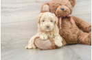 Best Mini Goldendoodle Baby