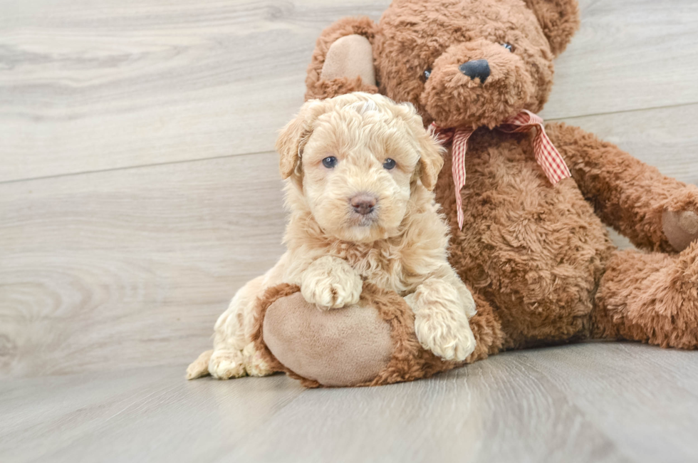 6 week old Mini Goldendoodle Puppy For Sale - Seaside Pups