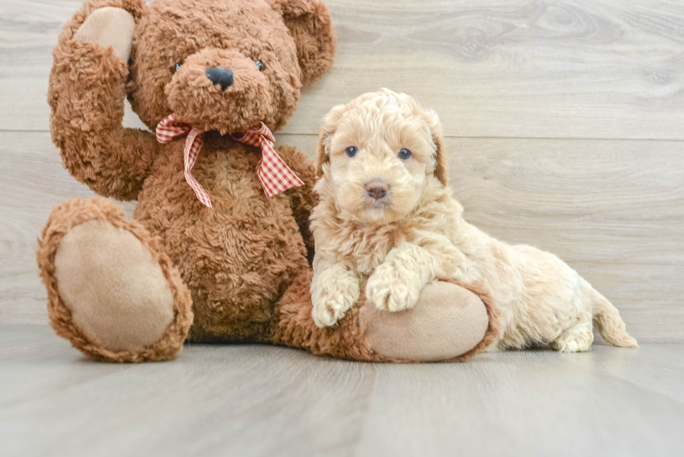 Mini Goldendoodle Puppy for Adoption