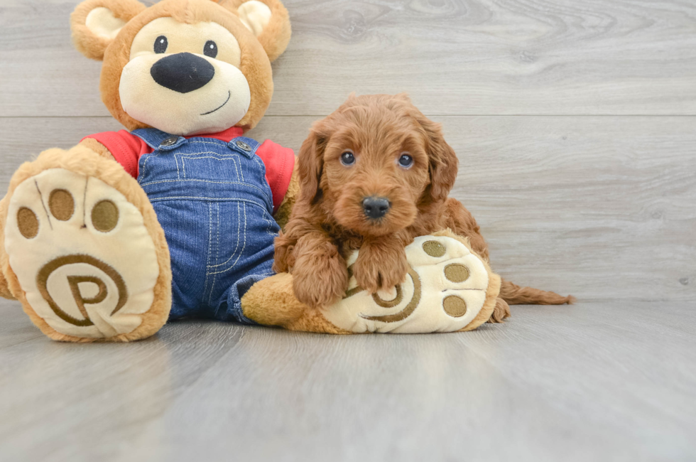 6 week old Mini Goldendoodle Puppy For Sale - Seaside Pups