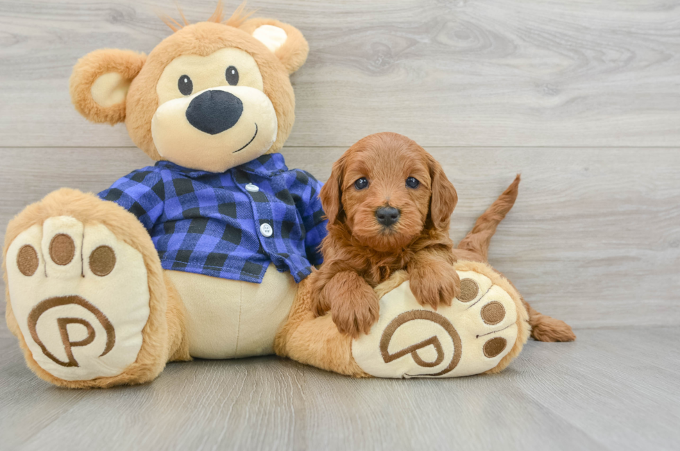 5 week old Mini Goldendoodle Puppy For Sale - Seaside Pups