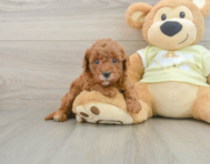 8 week old Mini Goldendoodle Puppy For Sale - Seaside Pups
