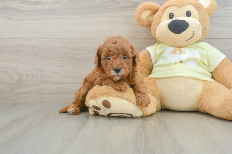 5 week old Mini Goldendoodle Puppy For Sale - Seaside Pups