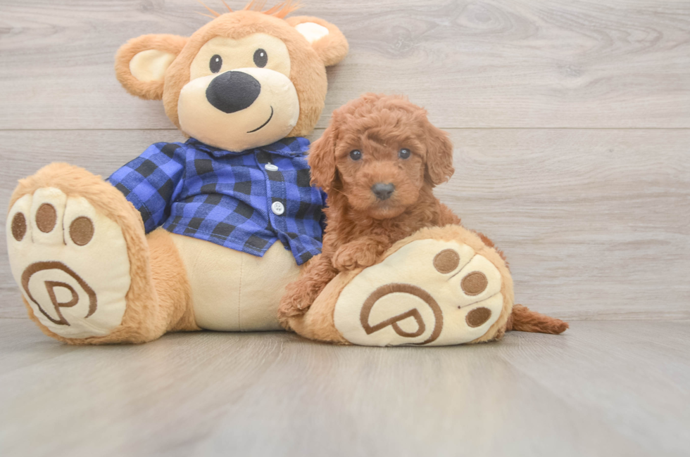 6 week old Mini Goldendoodle Puppy For Sale - Seaside Pups