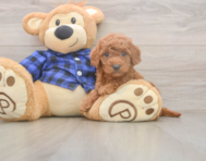 7 week old Mini Goldendoodle Puppy For Sale - Seaside Pups 7 week old Mini Goldendoodle Puppy For Sale - Seaside Pups