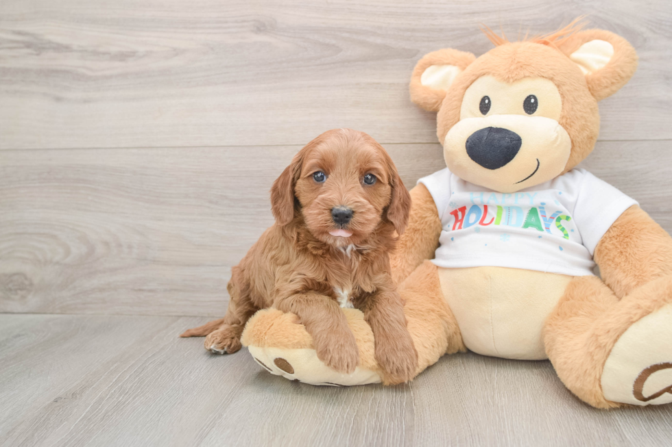 Best Mini Goldendoodle Baby