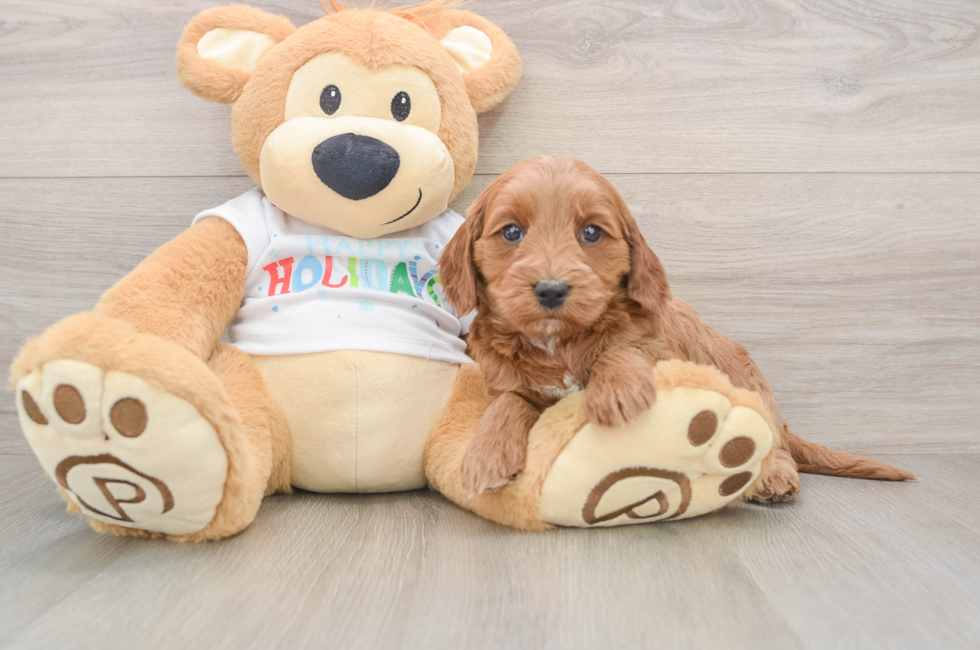 5 week old Mini Goldendoodle Puppy For Sale - Seaside Pups