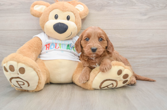 Mini Goldendoodle Puppy for Adoption