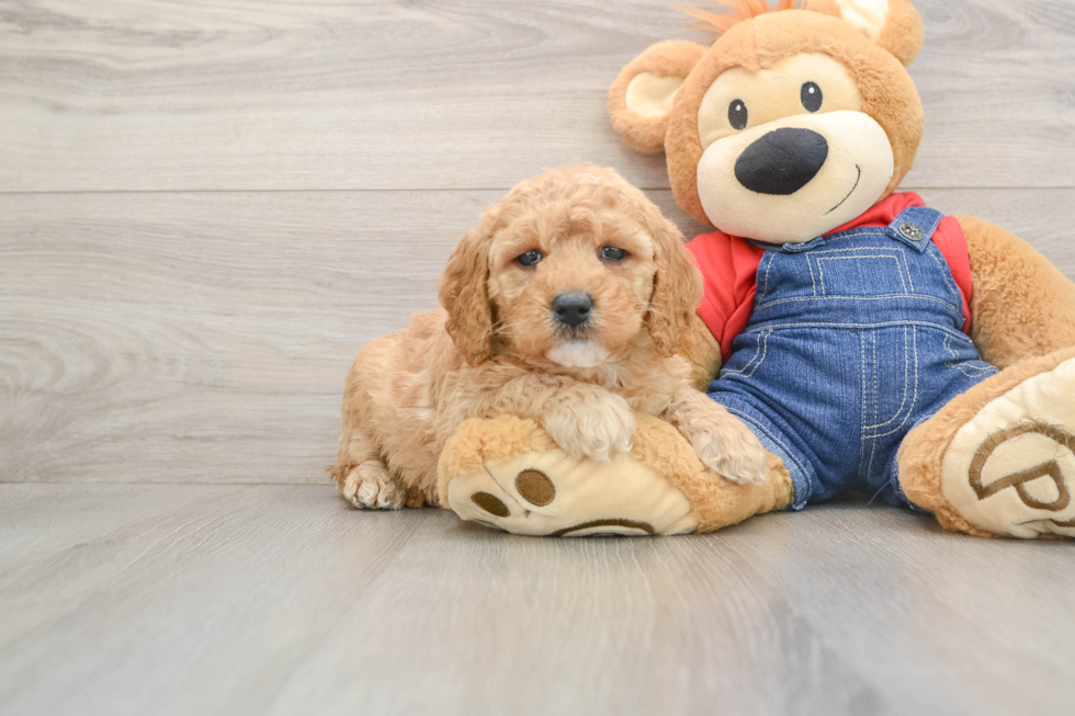 Mini Goldendoodle Pup Being Cute