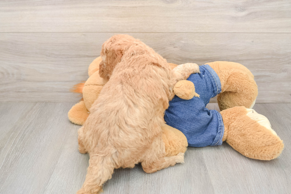 Mini Goldendoodle Pup Being Cute