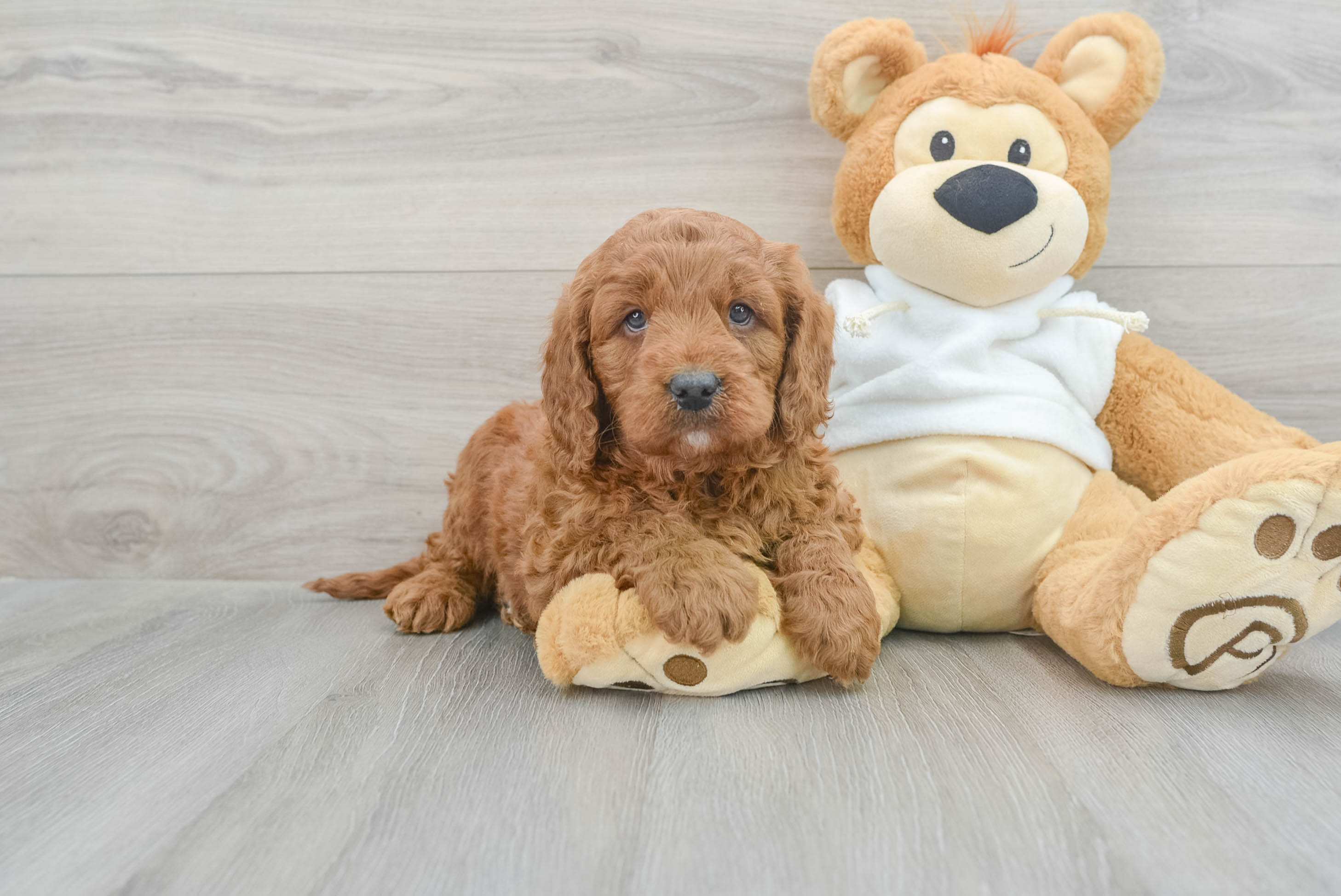 Mini Goldendoodle Pup Being Cute
