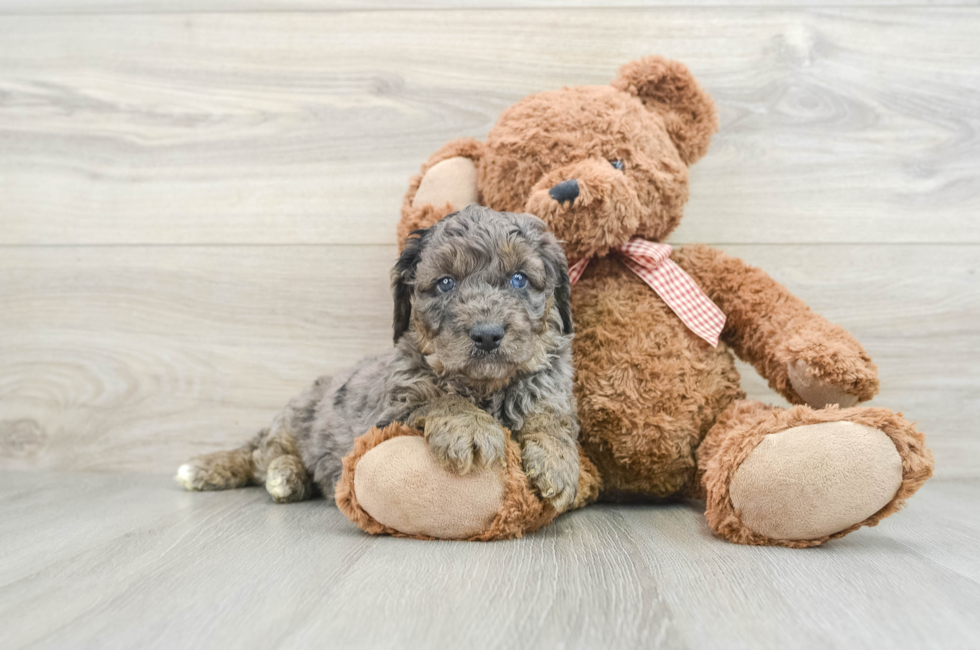 6 week old Mini Goldendoodle Puppy For Sale - Seaside Pups