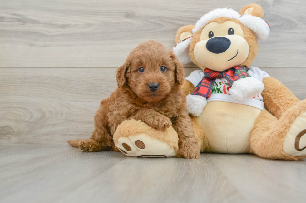 5 week old Mini Goldendoodle Puppy For Sale - Seaside Pups