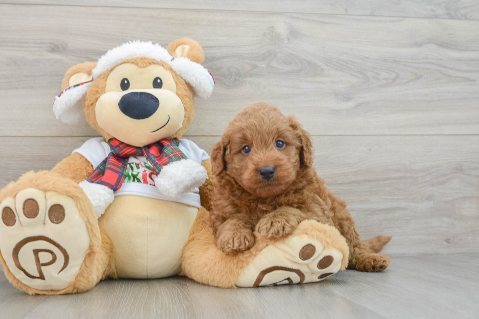 Mini Goldendoodle Puppy for Adoption