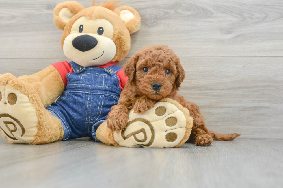 6 week old Mini Goldendoodle Puppy For Sale - Seaside Pups