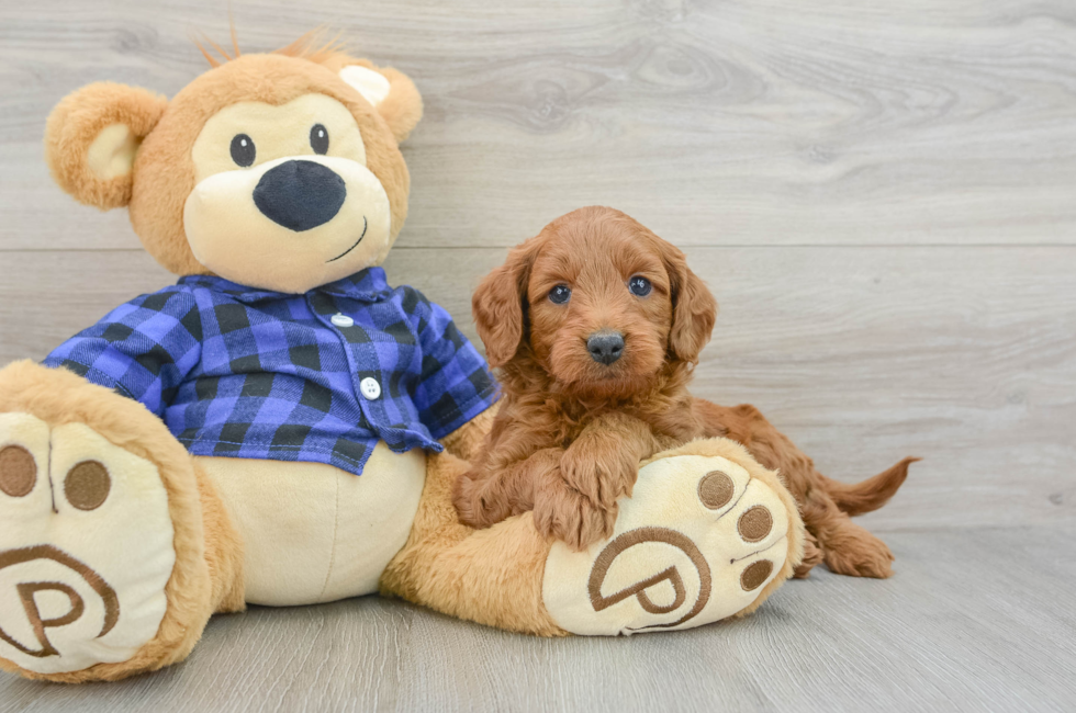 5 week old Mini Goldendoodle Puppy For Sale - Seaside Pups