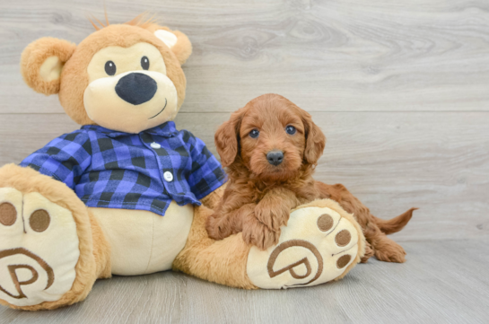 Friendly Mini Goldendoodle Baby