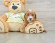 7 week old Mini Goldendoodle Puppy For Sale - Seaside Pups