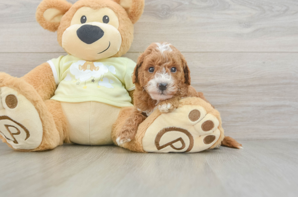 5 week old Mini Goldendoodle Puppy For Sale - Seaside Pups