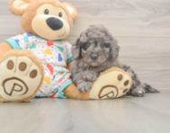 7 week old Mini Goldendoodle Puppy For Sale - Seaside Pups