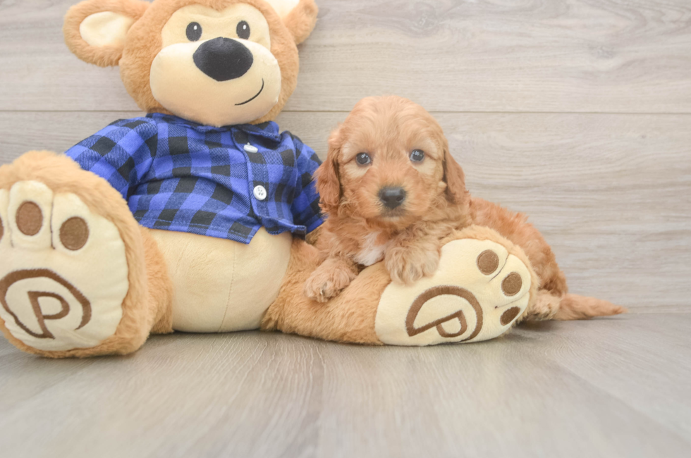 6 week old Mini Goldendoodle Puppy For Sale - Seaside Pups