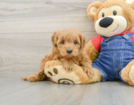 8 week old Mini Goldendoodle Puppy For Sale - Seaside Pups