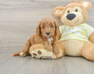 8 week old Mini Goldendoodle Puppy For Sale - Seaside Pups