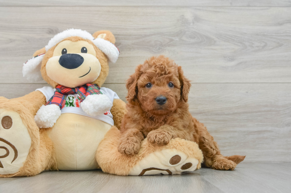 5 week old Mini Goldendoodle Puppy For Sale - Seaside Pups