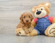 7 week old Mini Goldendoodle Puppy For Sale - Seaside Pups