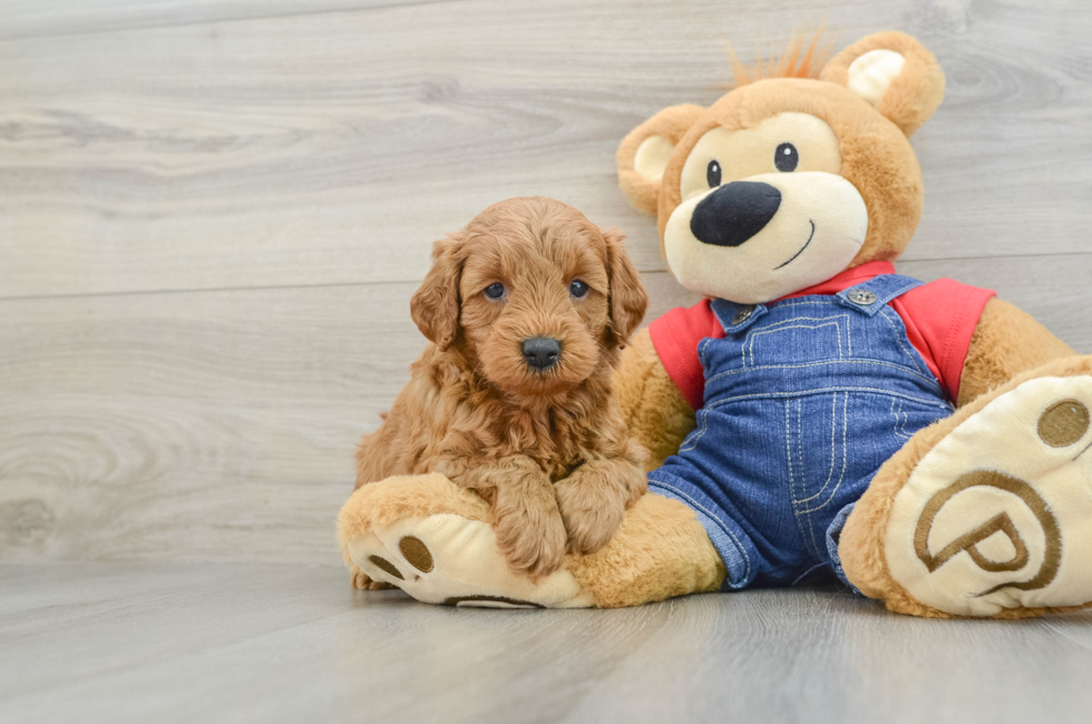 7 week old Mini Goldendoodle Puppy For Sale - Seaside Pups