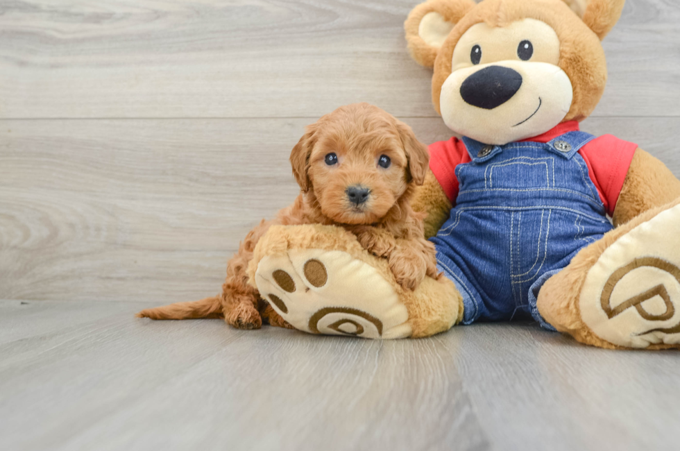 6 week old Mini Goldendoodle Puppy For Sale - Seaside Pups