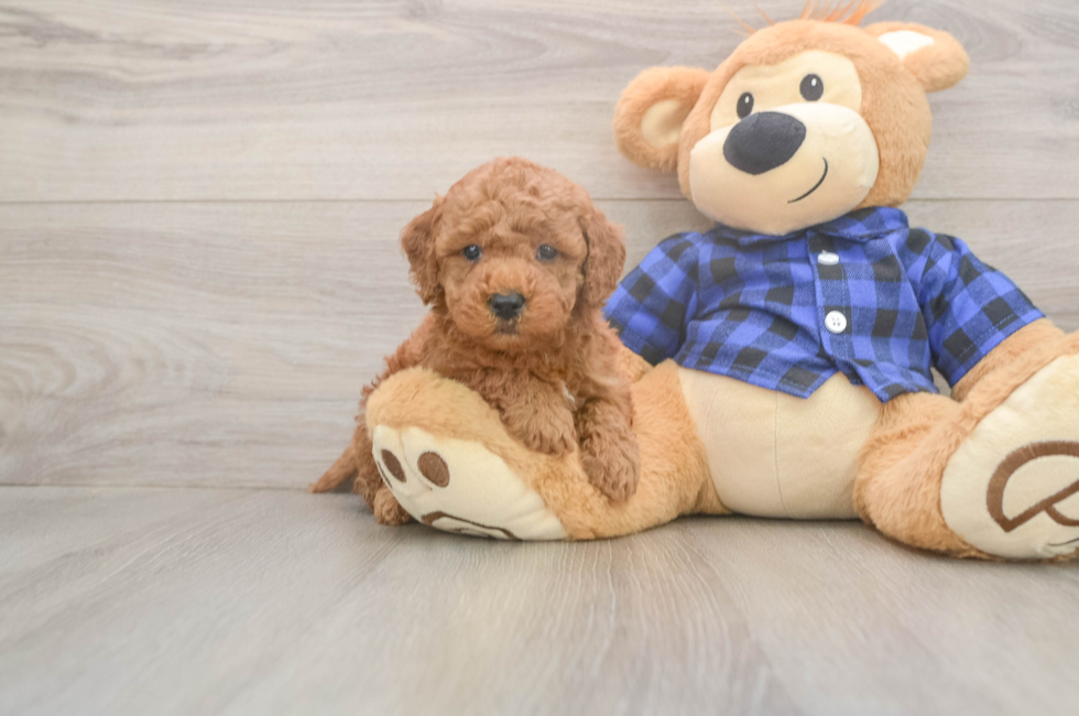 6 week old Mini Goldendoodle Puppy For Sale - Seaside Pups
