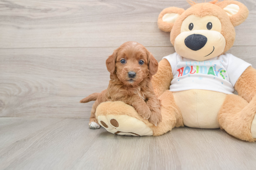 5 week old Mini Goldendoodle Puppy For Sale - Seaside Pups