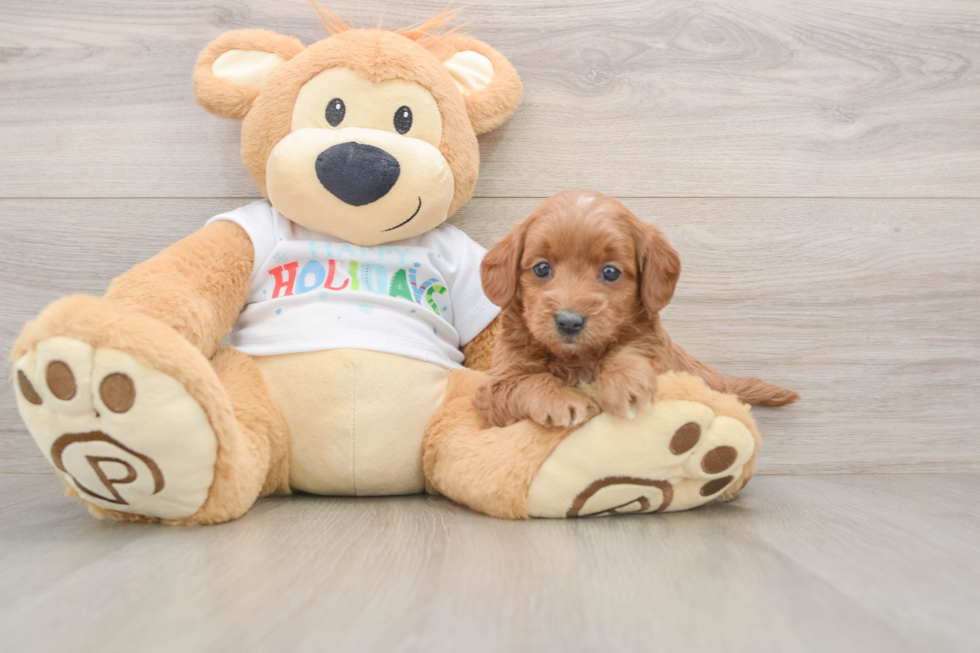 Mini Goldendoodle Puppy for Adoption