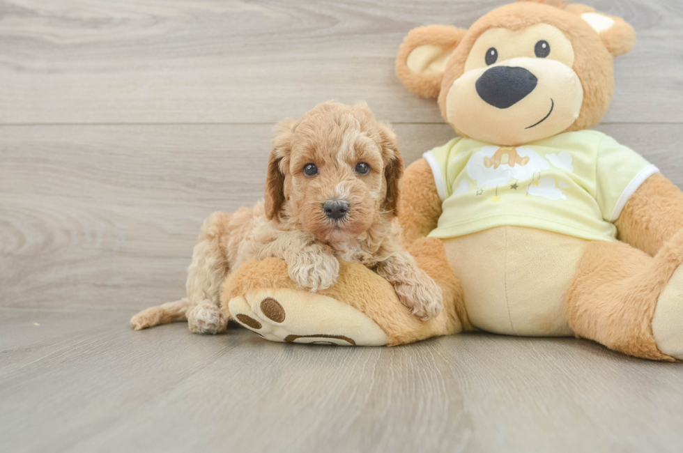 5 week old Mini Goldendoodle Puppy For Sale - Seaside Pups