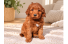 Mini Goldendoodle Puppy for Adoption