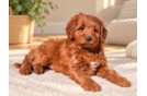 Best Mini Goldendoodle Baby