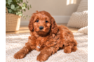 Cute Mini Goldendoodle Poodle Mix Pup