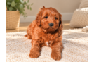 Mini Goldendoodle Pup Being Cute