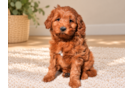 Cute Mini Groodle Poodle Mix Puppy
